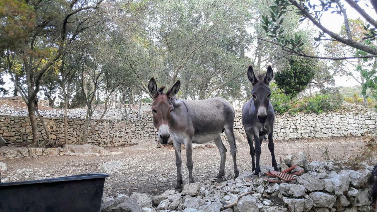 Authentic Ap For 2, Babino Polje,Mljet Lejlighed Eksteriør billede